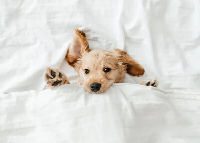 Pestana Miramar Garden & Ocean Hotell